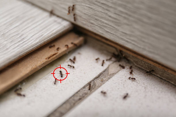 Professional Pest Control in Huntertown, IN