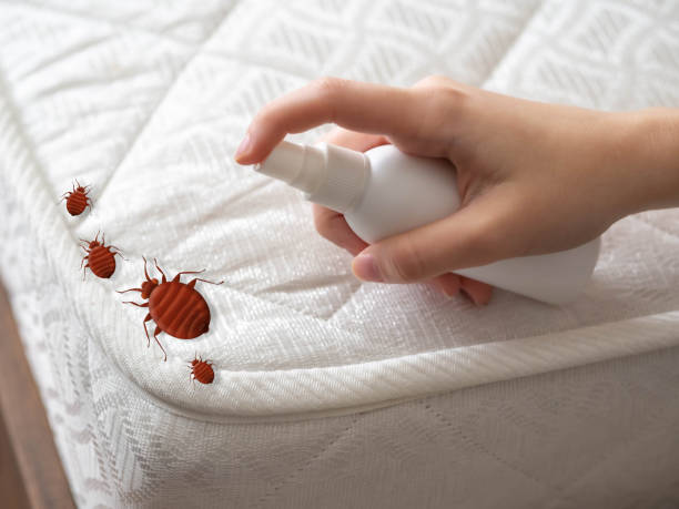 Best Spider Control Near Me  in Huntertown, IN