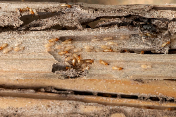 Best Pest Control Cost  in Huntertown, IN
